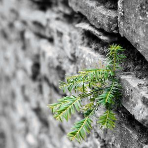 Preview wallpaper plant, leaves, wall, bricks, macro