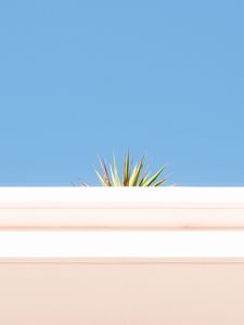 Preview wallpaper plant, leaves, wall, sky, minimalism