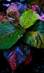 Preview wallpaper plant, leaves, wet, colorful, macro