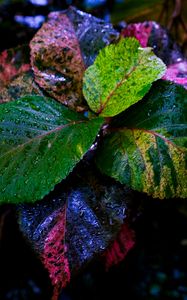 Preview wallpaper plant, leaves, wet, colorful, macro