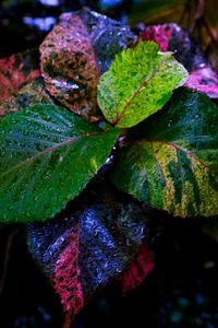 Preview wallpaper plant, leaves, wet, colorful, macro