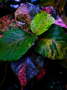 Preview wallpaper plant, leaves, wet, colorful, macro