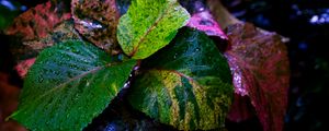 Preview wallpaper plant, leaves, wet, colorful, macro