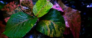 Preview wallpaper plant, leaves, wet, colorful, macro