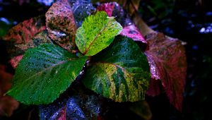 Preview wallpaper plant, leaves, wet, colorful, macro