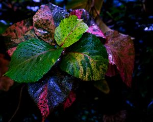 Preview wallpaper plant, leaves, wet, colorful, macro