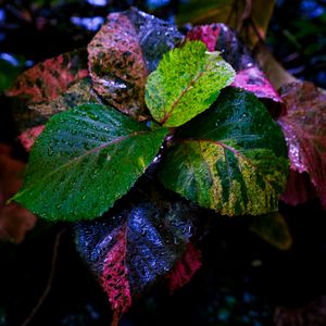 Preview wallpaper plant, leaves, wet, colorful, macro