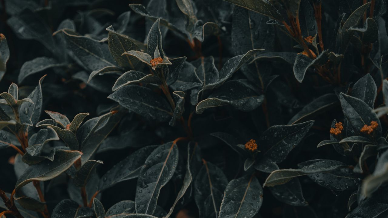 Wallpaper plant, leaves, wet, macro