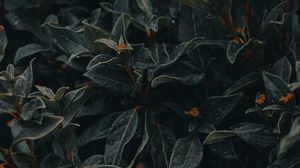 Preview wallpaper plant, leaves, wet, macro