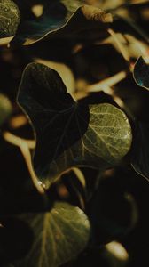 Preview wallpaper plant, leaves, wet, macro, green