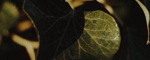 Preview wallpaper plant, leaves, wet, macro, green