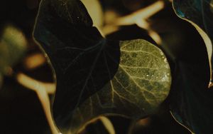 Preview wallpaper plant, leaves, wet, macro, green