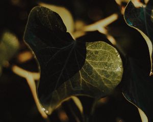 Preview wallpaper plant, leaves, wet, macro, green