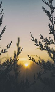 Preview wallpaper plant, light, grass