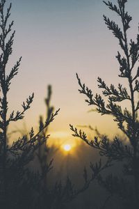 Preview wallpaper plant, light, grass