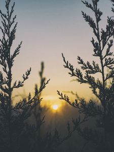 Preview wallpaper plant, light, grass