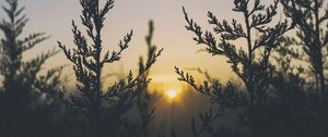 Preview wallpaper plant, light, grass