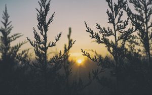 Preview wallpaper plant, light, grass