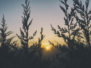 Preview wallpaper plant, light, grass