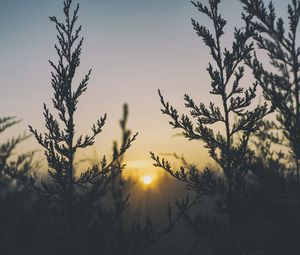 Preview wallpaper plant, light, grass