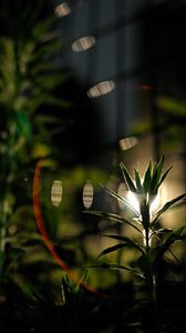Preview wallpaper plant, light, silhouette, leaves, dark