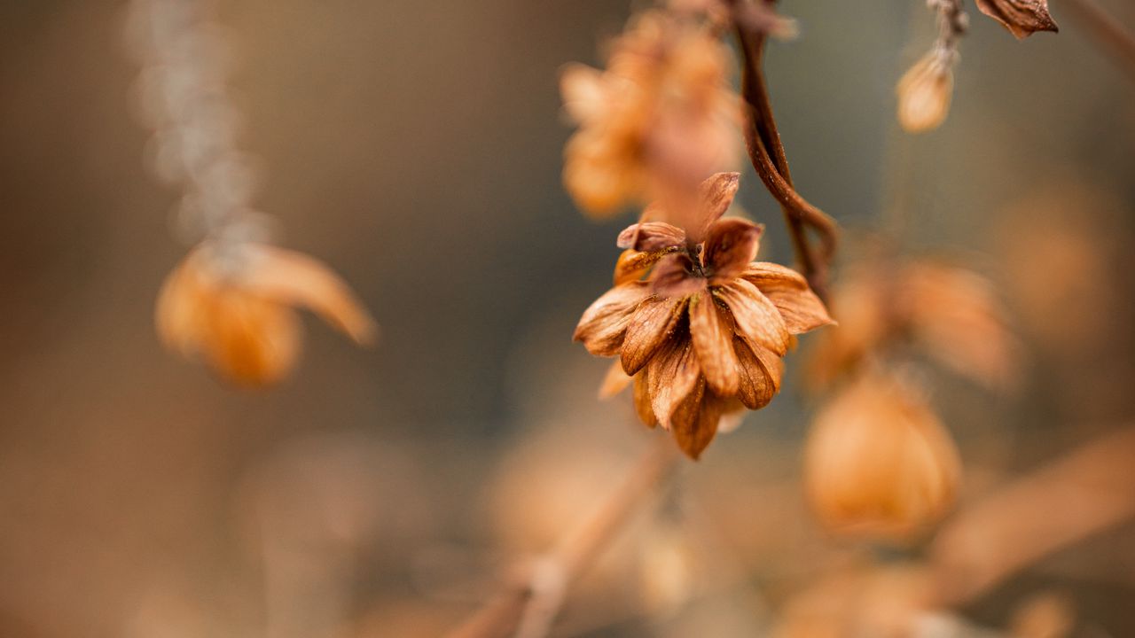 Wallpaper plant, macro, brown hd, picture, image