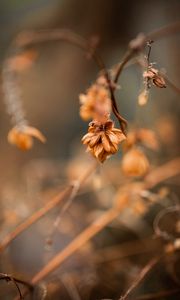 Preview wallpaper plant, macro, brown