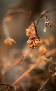 Preview wallpaper plant, macro, brown