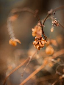 Preview wallpaper plant, macro, brown