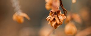 Preview wallpaper plant, macro, brown