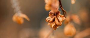 Preview wallpaper plant, macro, brown