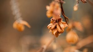 Preview wallpaper plant, macro, brown