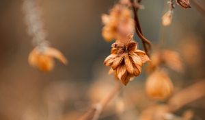 Preview wallpaper plant, macro, brown