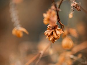 Preview wallpaper plant, macro, brown