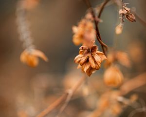 Preview wallpaper plant, macro, brown