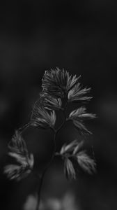 Preview wallpaper plant, macro, bw, cobweb