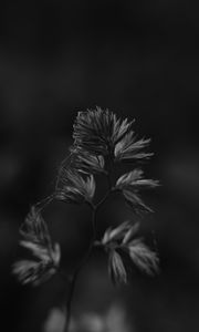 Preview wallpaper plant, macro, bw, cobweb