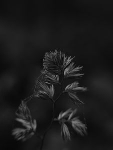 Preview wallpaper plant, macro, bw, cobweb