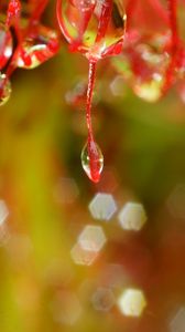 Preview wallpaper plant, macro, drops, red, blur