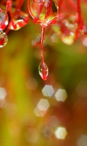 Preview wallpaper plant, macro, drops, red, blur