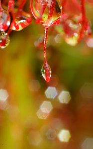 Preview wallpaper plant, macro, drops, red, blur