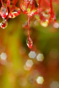 Preview wallpaper plant, macro, drops, red, blur