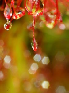 Preview wallpaper plant, macro, drops, red, blur