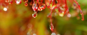 Preview wallpaper plant, macro, drops, red, blur