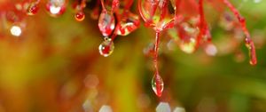 Preview wallpaper plant, macro, drops, red, blur