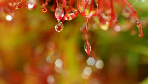 Preview wallpaper plant, macro, drops, red, blur