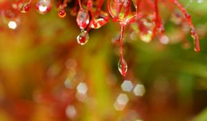 Preview wallpaper plant, macro, drops, red, blur