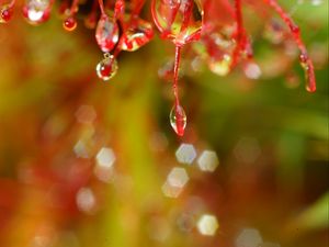Preview wallpaper plant, macro, drops, red, blur