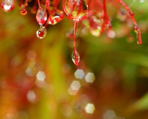 Preview wallpaper plant, macro, drops, red, blur