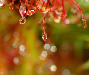 Preview wallpaper plant, macro, drops, red, blur